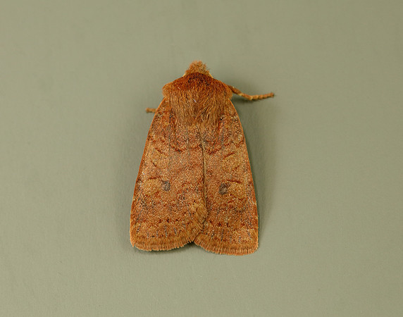 3.194 BF2258 Chestnut Conistra vaccinii