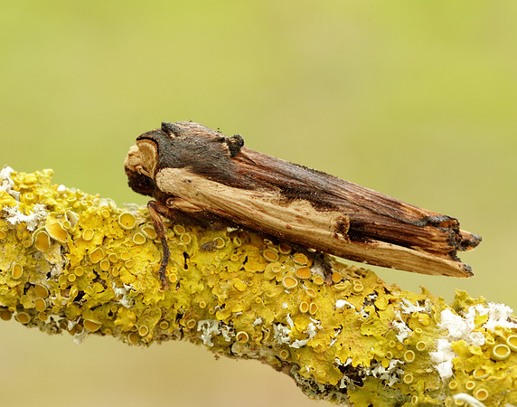 73.209 BF2241 Red Sword-grass Xylena vetusta