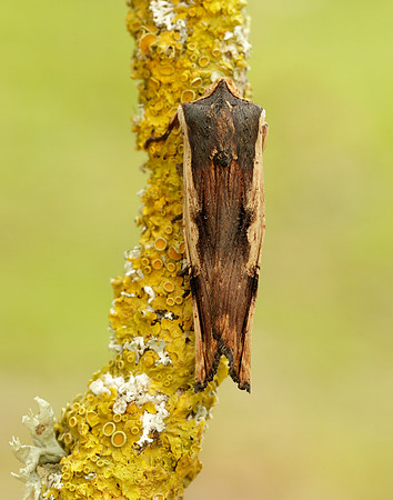 73.209 BF2241 Red Sword-grass Xylena vetusta