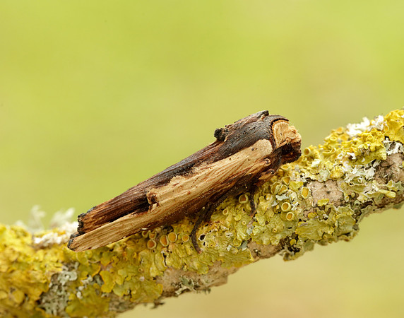 73.209 BF2241 Red Sword-grass Xylena vetusta