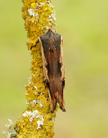 73.209 BF2241 Red Sword-grass Xylena vetusta