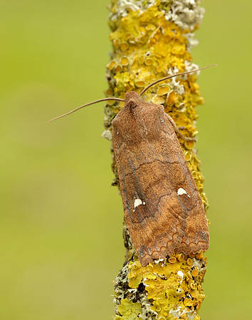 73.210 BF2256 Satellite Eupsilia transversa