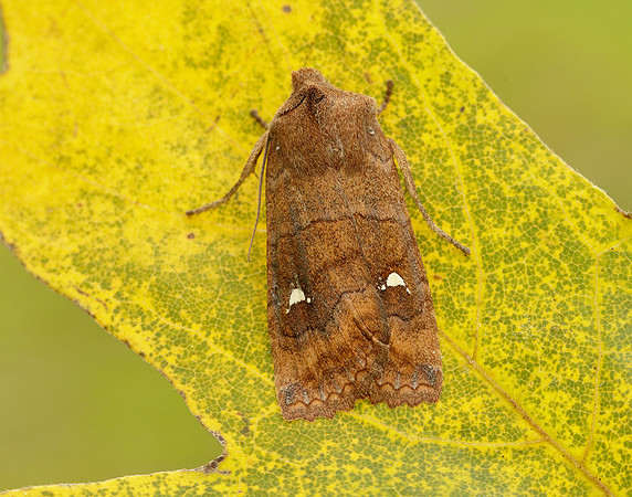 73.210 BF2256 Satellite Eupsilia transversa