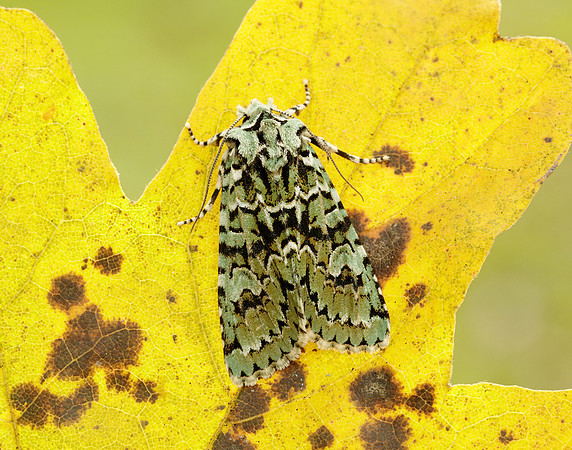 73.224 BF2247 Merveille du Jour Griposia aprilina