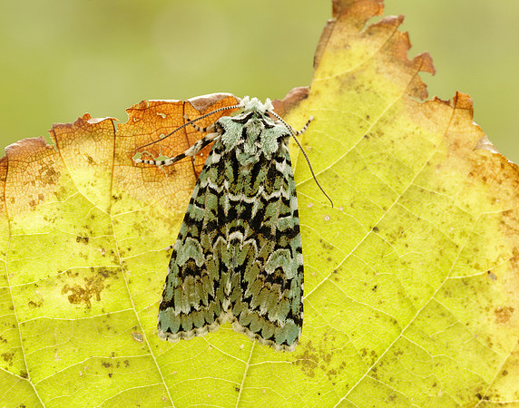 73.224 BF2247 Merveille du Jour Griposia aprilina