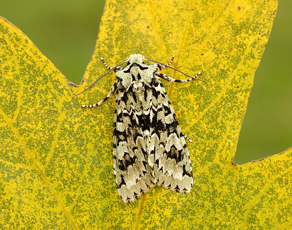73.224 BF2247 Merveille du Jour Griposia aprilina