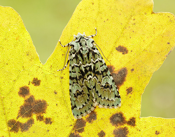 73.224 BF2247 Merveille du Jour Griposia aprilina