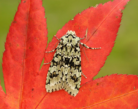 73.224 BF2247 Merveille du Jour Griposia aprilina