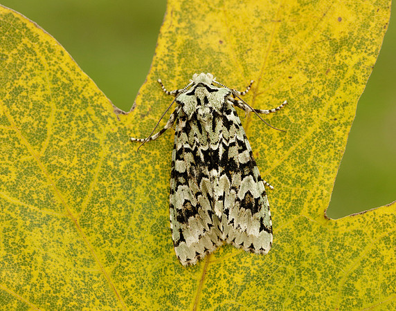 73.224 BF2247 Merveille du Jour Griposia aprilina