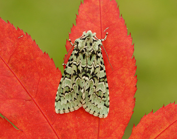 73.224 BF2247 Merveille du Jour Griposia aprilina