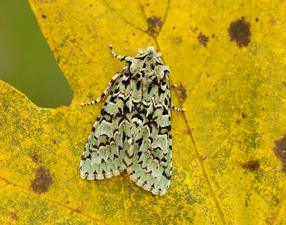 73.224 BF2247 Merveille du Jour Griposia aprilina