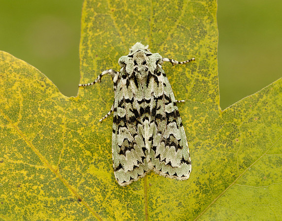 73.224 BF2247 Merveille du Jour Griposia aprilina
