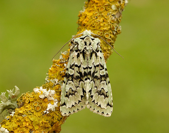 73.224 BF2247 Merveille du Jour Griposia aprilina
