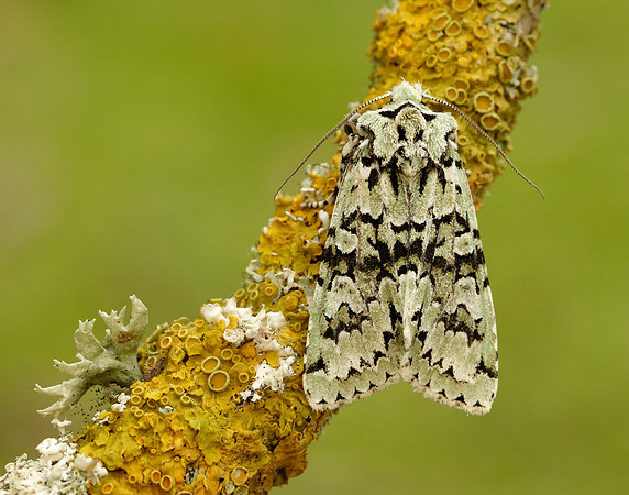 73.224 BF2247 Merveille du Jour Griposia aprilina