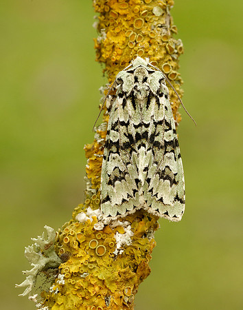 73.224 BF2247 Merveille du Jour Griposia aprilina