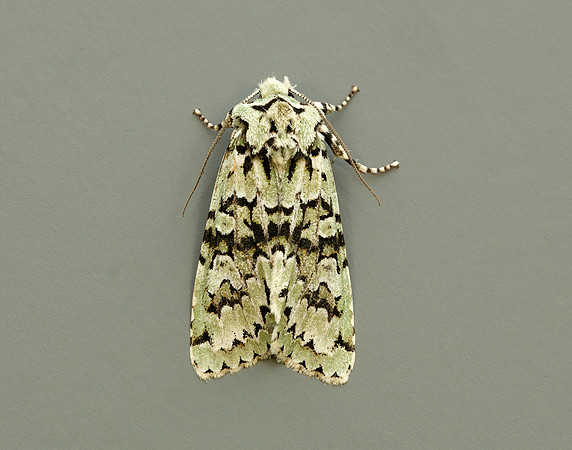 73.224 BF2247 Merveille du Jour Griposia aprilina
