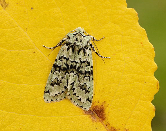 73.224 BF2247 Merveille du Jour Griposia aprilina