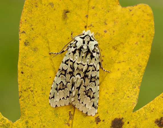 73.224 BF2247 Merveille du Jour Griposia aprilina