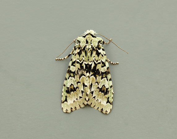 73.224 BF2247 Merveille du Jour Griposia aprilina