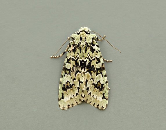 73.224 BF2247 Merveille du Jour Griposia aprilina
