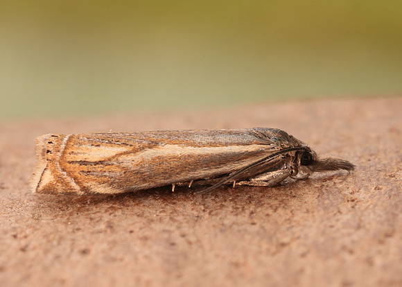 63.086 BF1301 Crambus lathoniellus