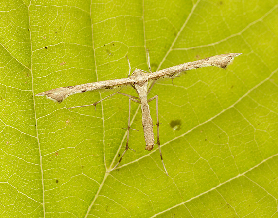 5.004 BF1501 Triangle Plume Platyptilia gonodactyla
