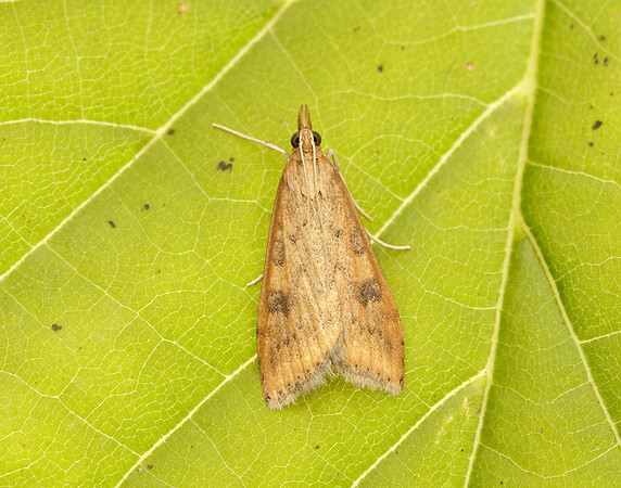 63.031 BF1395 Rusty Dot Pearl Udea ferrugalis