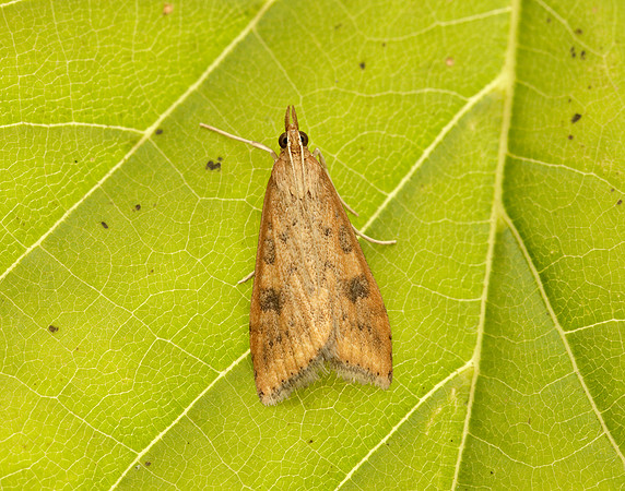 63.031 BF1395 Rusty Dot Pearl Udea ferrugalis
