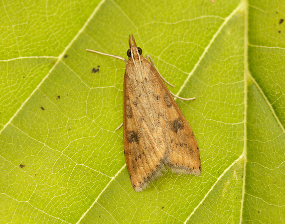 63.031 BF1395 Rusty Dot Pearl Udea ferrugalis