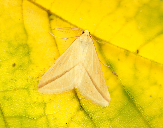 70.038 BF1716 Vestal Rhodometra sacraria