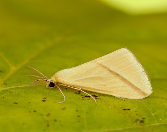70.038 BF1716 Vestal Rhodometra sacraria