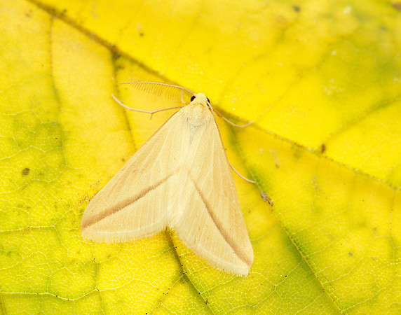 70.038 BF1716 Vestal Rhodometra sacraria