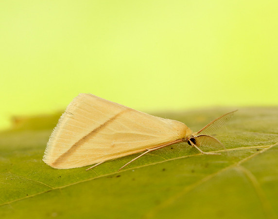 70.038 BF1716 Vestal Rhodometra sacraria