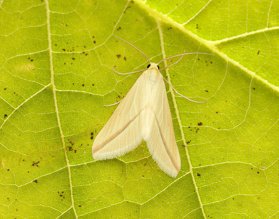 70.038 BF1716 Vestal Rhodometra sacraria