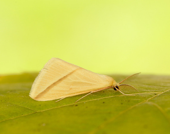 70.038 BF1716 Vestal Rhodometra sacraria