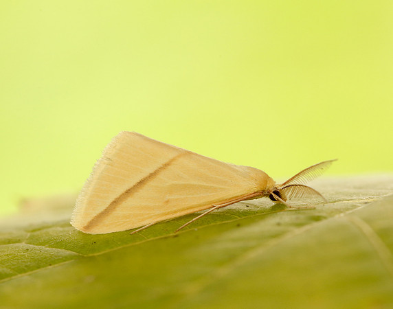 70.038 BF1716 Vestal Rhodometra sacraria
