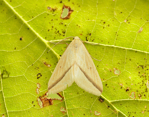 70.038 BF1716 Vestal Rhodometra sacraria