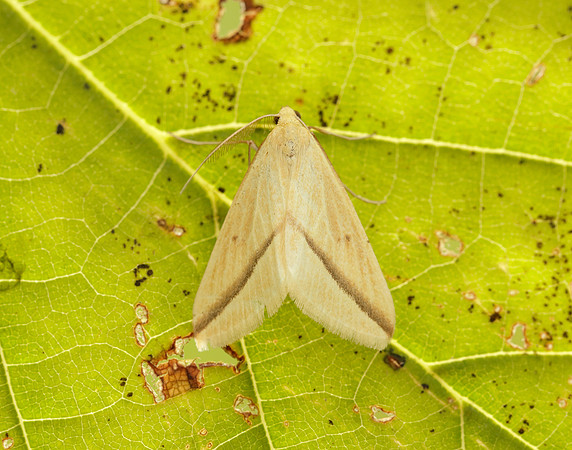 70.038 BF1716 Vestal Rhodometra sacraria