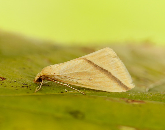 70.038 BF1716 Vestal Rhodometra sacraria