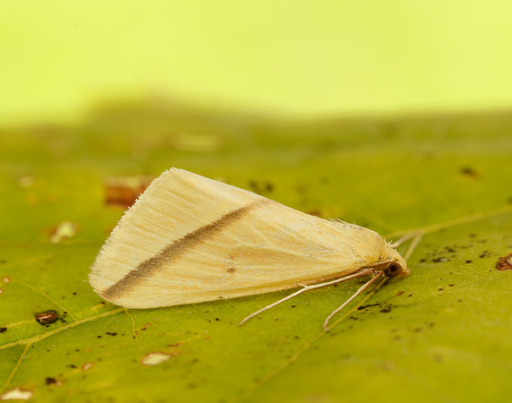 70.038 BF1716 Vestal Rhodometra sacraria