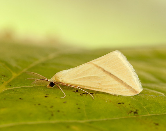 70.038 BF1716 Vestal Rhodometra sacraria