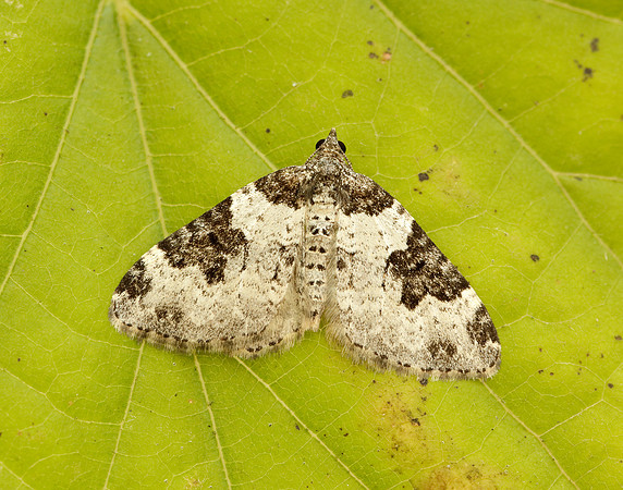 70.049 BF1728 Garden Carpet Xanthorhoe fluctuata