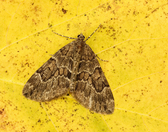 70.079 BF1769 Spruce Carpet Thera britannica