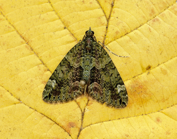 70.095 BF1760 Red-green Carpet Chloroclysta siterata