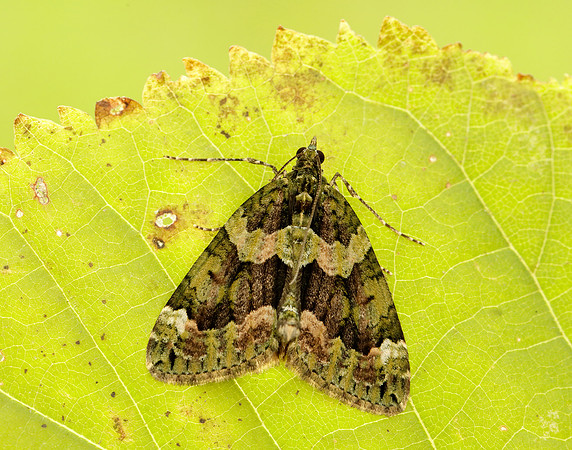 70.095 BF1760 Red-green Carpet Chloroclysta siterata