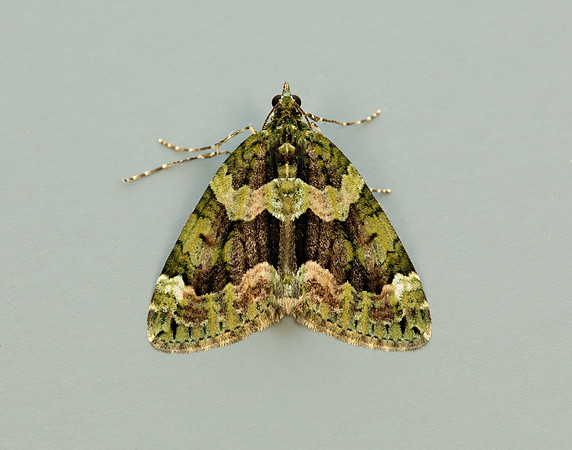 70.095 BF1760 Red-green Carpet Chloroclysta siterata