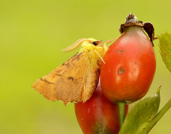 70.234 BF1913 Canary-shouldered Thorn Ennomos alniaria