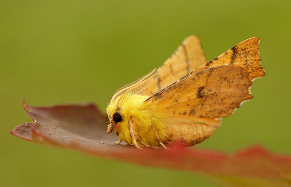 70.234 BF1913 Canary-shouldered Thorn Ennomos alniaria