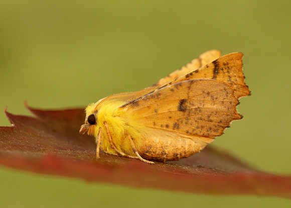 70.234 BF1913 Canary-shouldered Thorn Ennomos alniaria