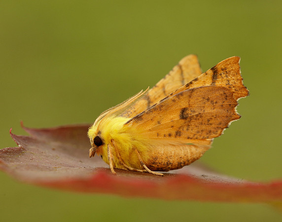 70.234 BF1913 Canary-shouldered Thorn Ennomos alniaria
